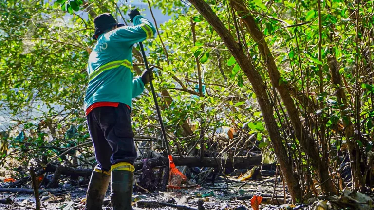 Área de floresta de mangue está sendo recuperada e ampliada no Rio