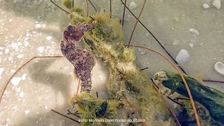 Um mergulho nas atividades da Aegea em prol dos oceanos