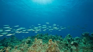 A Década do Oceano