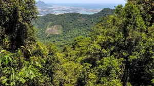 Floresta do Rio pretende reflorestar mil hectares de Mata Atlântica