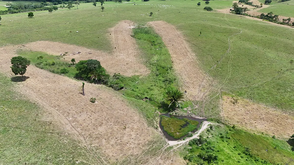 Plantio marca nova fase da parceria entre WWF e Aegea na recuperação de áreas degradadas no Pantanal