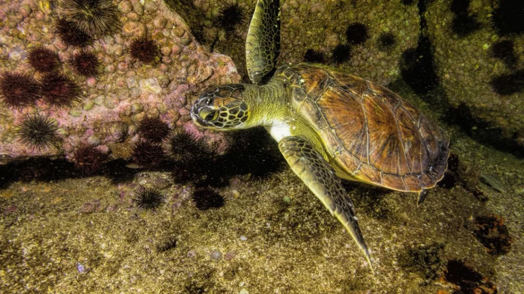 Recuperação da Baía de Guanabara ganha destaque no Dia do Meio Ambiente
