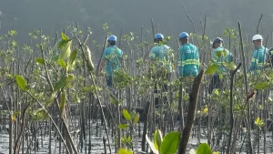 Mutirões trocam lixo por mudas para recuperar o Mangue Alegria