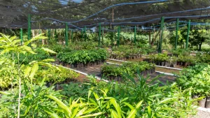 Viveiro bate recorde com 80 mil mudas e reforça preservação do Cerrado