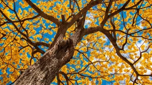 Dia do Cerrado alerta pela preservação de um bioma vital para o Brasil