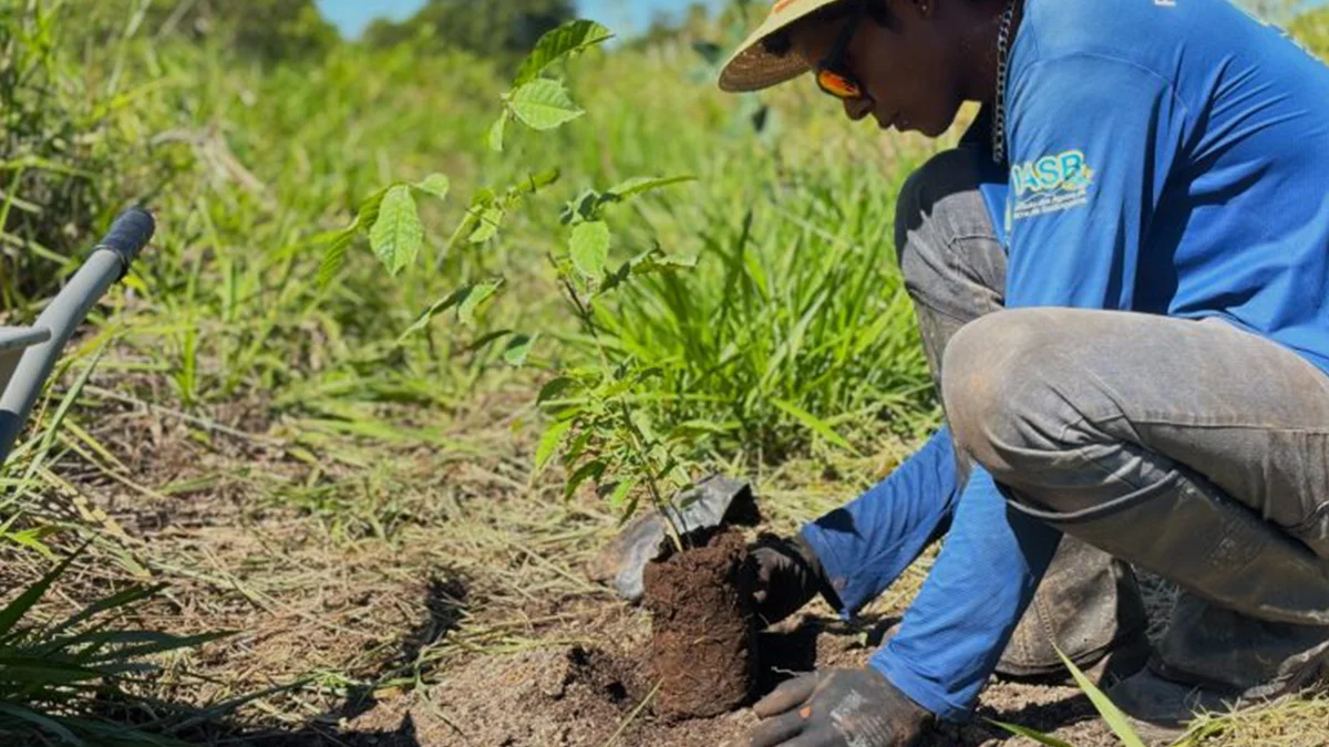 Serra da Bodoquena: plantio de mudas impulsiona restauração ambiental