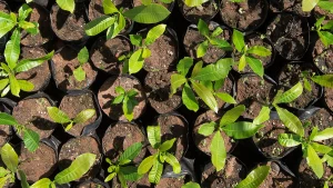 De lixão a área verde: recuperação ambiental avança em MT