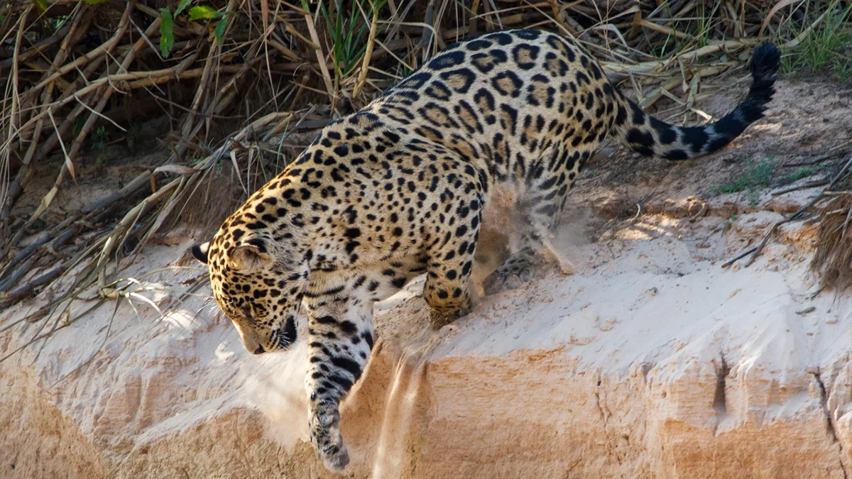 COP15: MS no centro do debate global com destaque para o saneamento