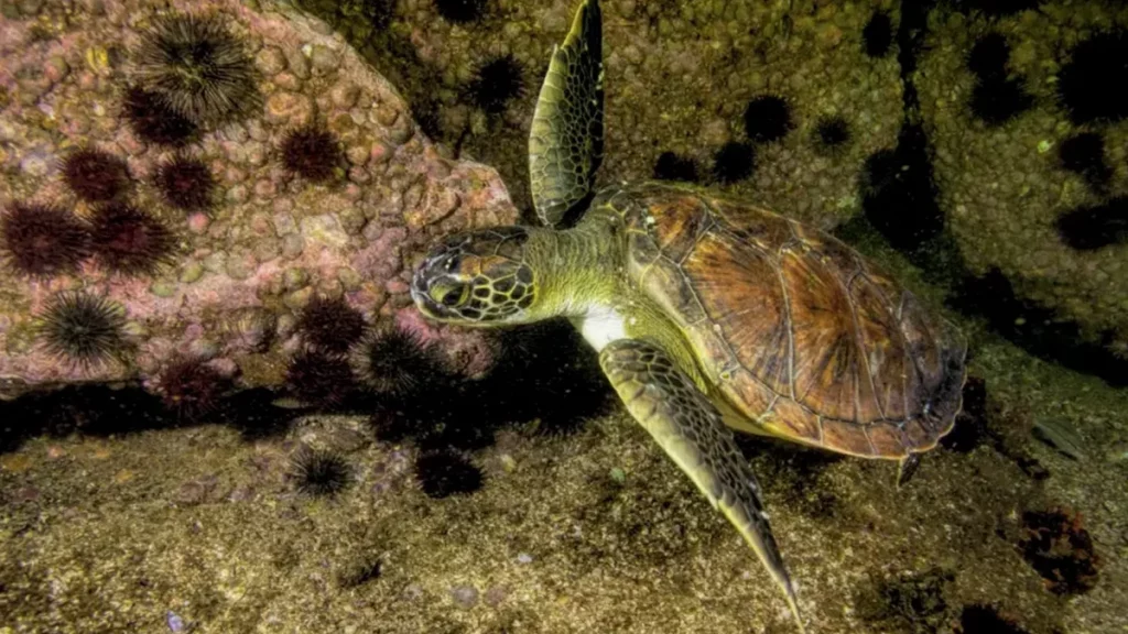 Semana do Mar e o papel do saneamento na proteção ambiental
