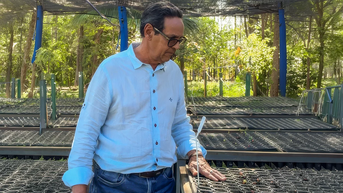 Dia da Árvore: “Não existe água sem árvores”, alerta viveirista