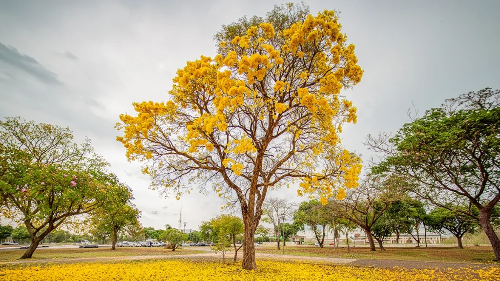 Cerrado: da semente ao saneamento, ciclo protege as águas em MS