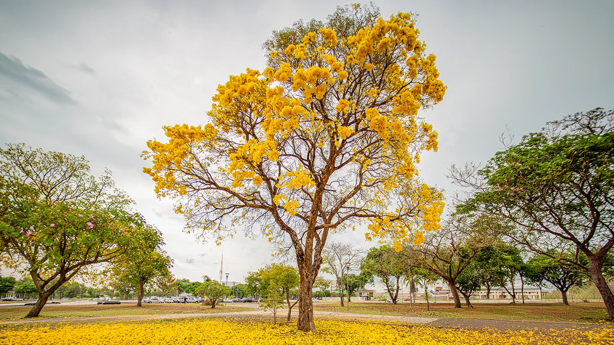 Cerrado: da semente ao saneamento, ciclo protege as águas em MS